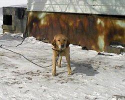 Help Chained Dogs This Valentine's Day