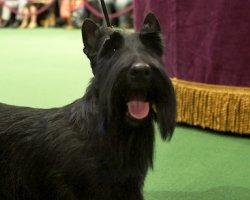 Scottish Terrier Wins Westminster Dog Show