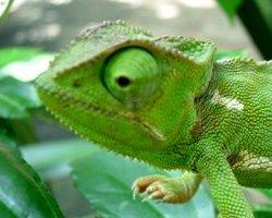 Rhode Island's New Reptile Laws Take Effect
