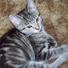 American Shorthair Cat