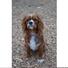 Cavalier King Charles Spaniel Dog