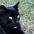 Mixed Breed (Black) Cat