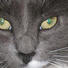 Mixed Breed (Gray) Cat
