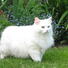 Mixed Breed (White) Cat