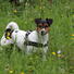 Parson Russell Terrier Dog