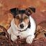 Parson Russell Terrier Dog
