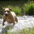 American Pit Bull Terrier Dog