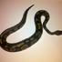 Python Snake