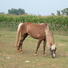 Welsh Pony Horse