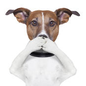Bad Pet Breath?  Poor Oral Hygiene Is the Likely Culprit