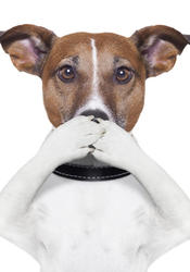 Bad Pet Breath?  Poor Oral Hygiene Is the Likely Culprit