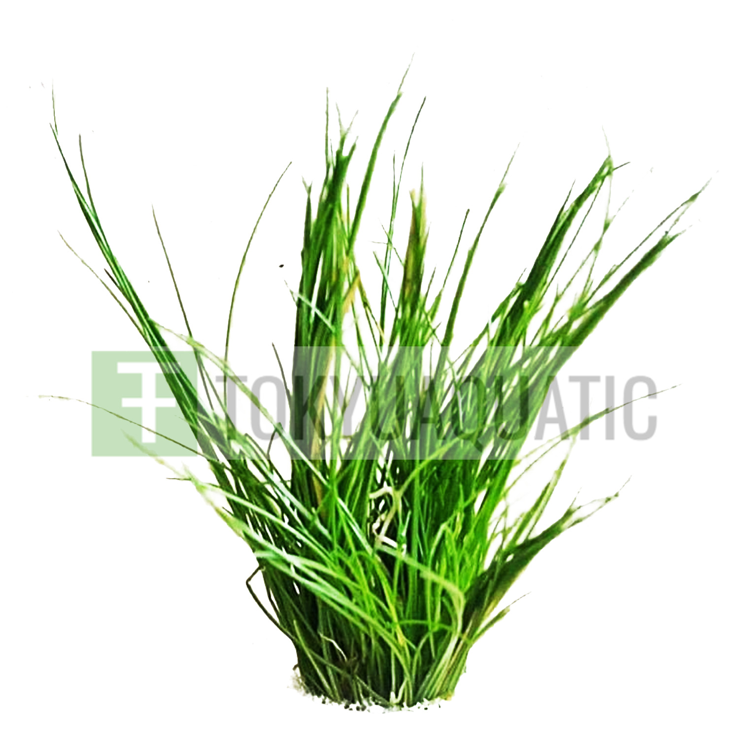Dwarf Hairgrass Bundle Eleocharis Parvula Freshwater Live Aquarium Plant Clumps