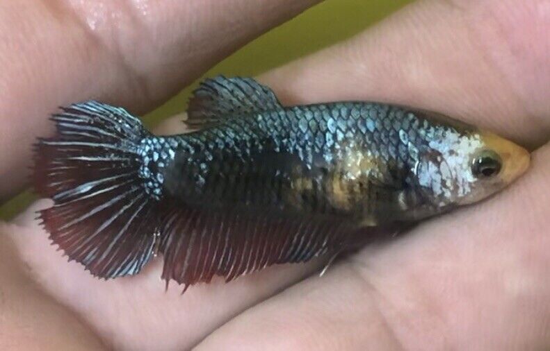 live betta fish female