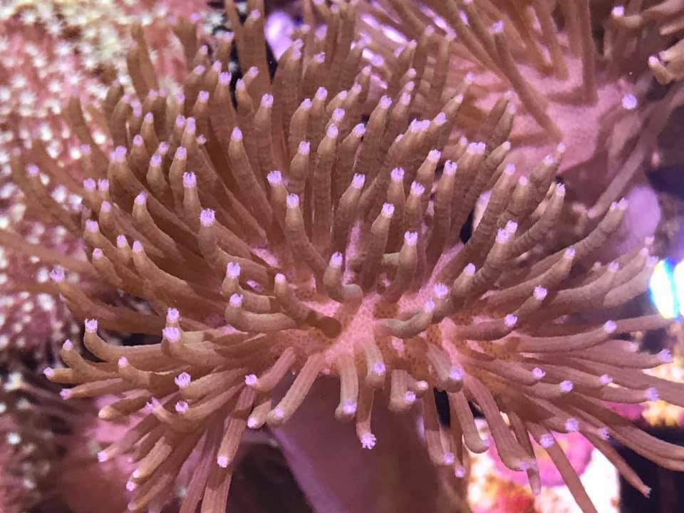 Long Polyp Toadstool, Sarcophyton, Leather Soft Coral, 2