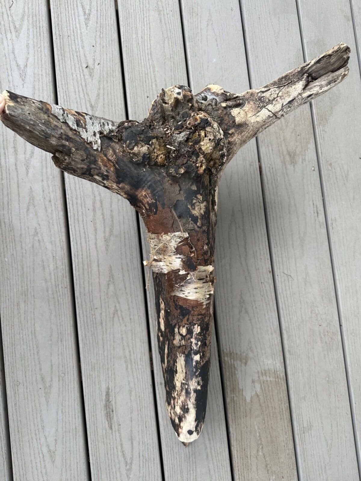 Unique, all natural, raw driftwood Longhorn head. 28Lx20Wx10H. 9lbs Decor, Wood 