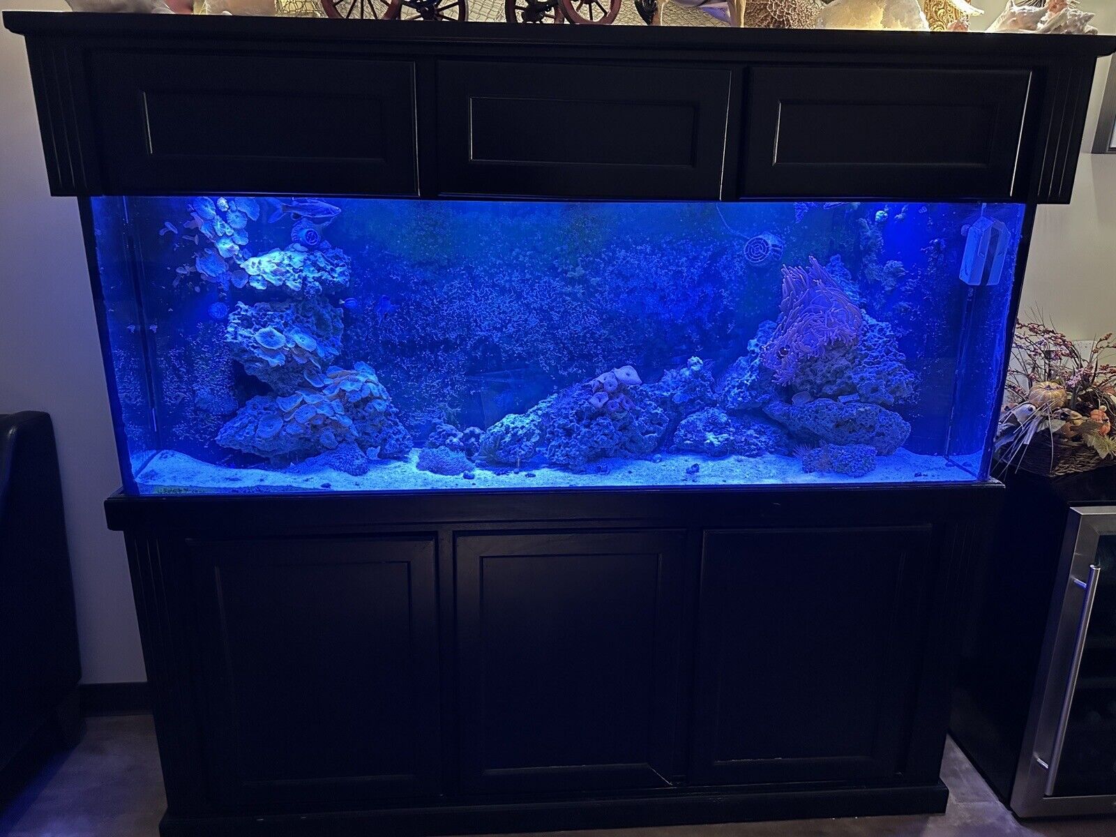 150 Gallon Salt Water Fish Tank Complete With Caninet, Lights, Pumps And Skimmer