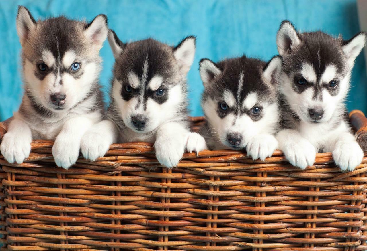 HUSKY PUPPIES GLOSSY POSTER PICTURE PHOTO BANNER siberian huskies working 4782
