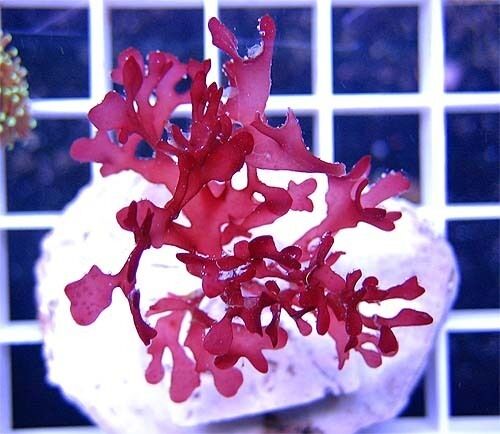 Red Dragons Macro Algae Live Coral Refugium