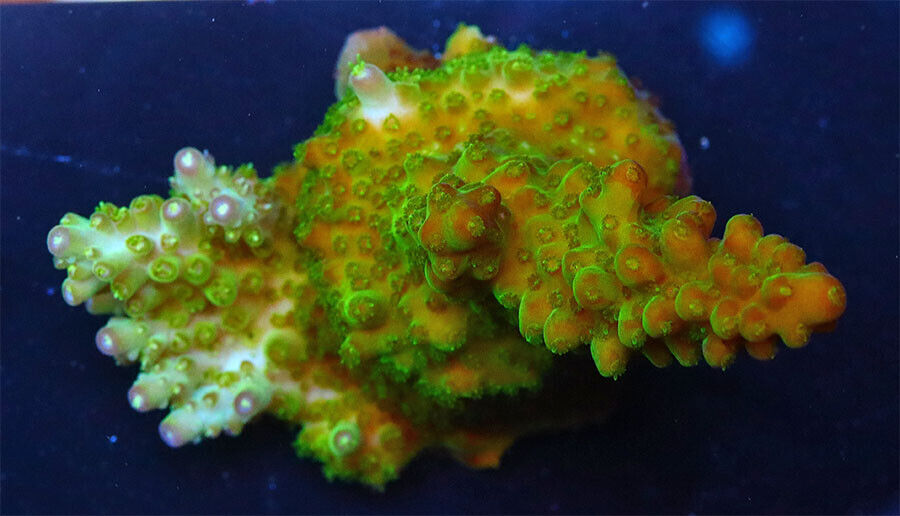 Lime Green Acropora   Live Coral  WYSIWYG