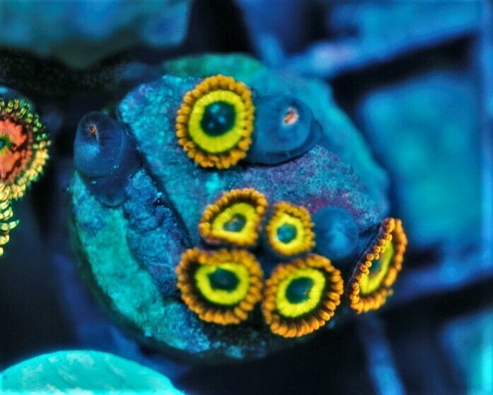 CS AC3 Fruit Loops - WYSIWYG - LIVE CORAL - Frag - SPS LPS ZOAS