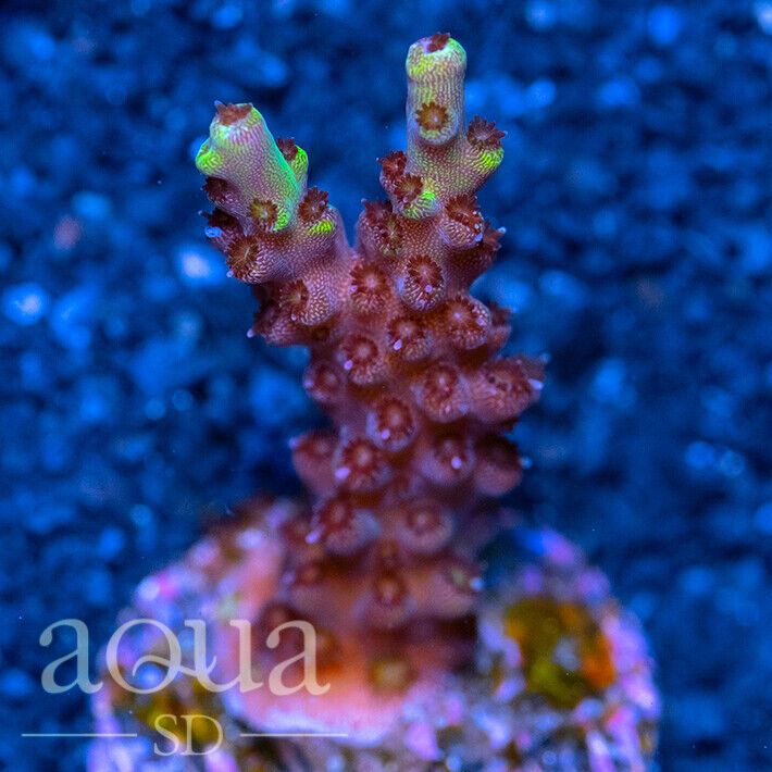 ASD - 100 Hells Thorn Acropora - WYSIWYG - Aqua SD Live Coral Frag