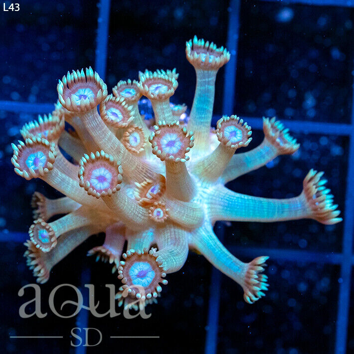 ASD - 064 Wicked Spider Goniopora - WYSIWYG - Aqua SD Live Coral Frag