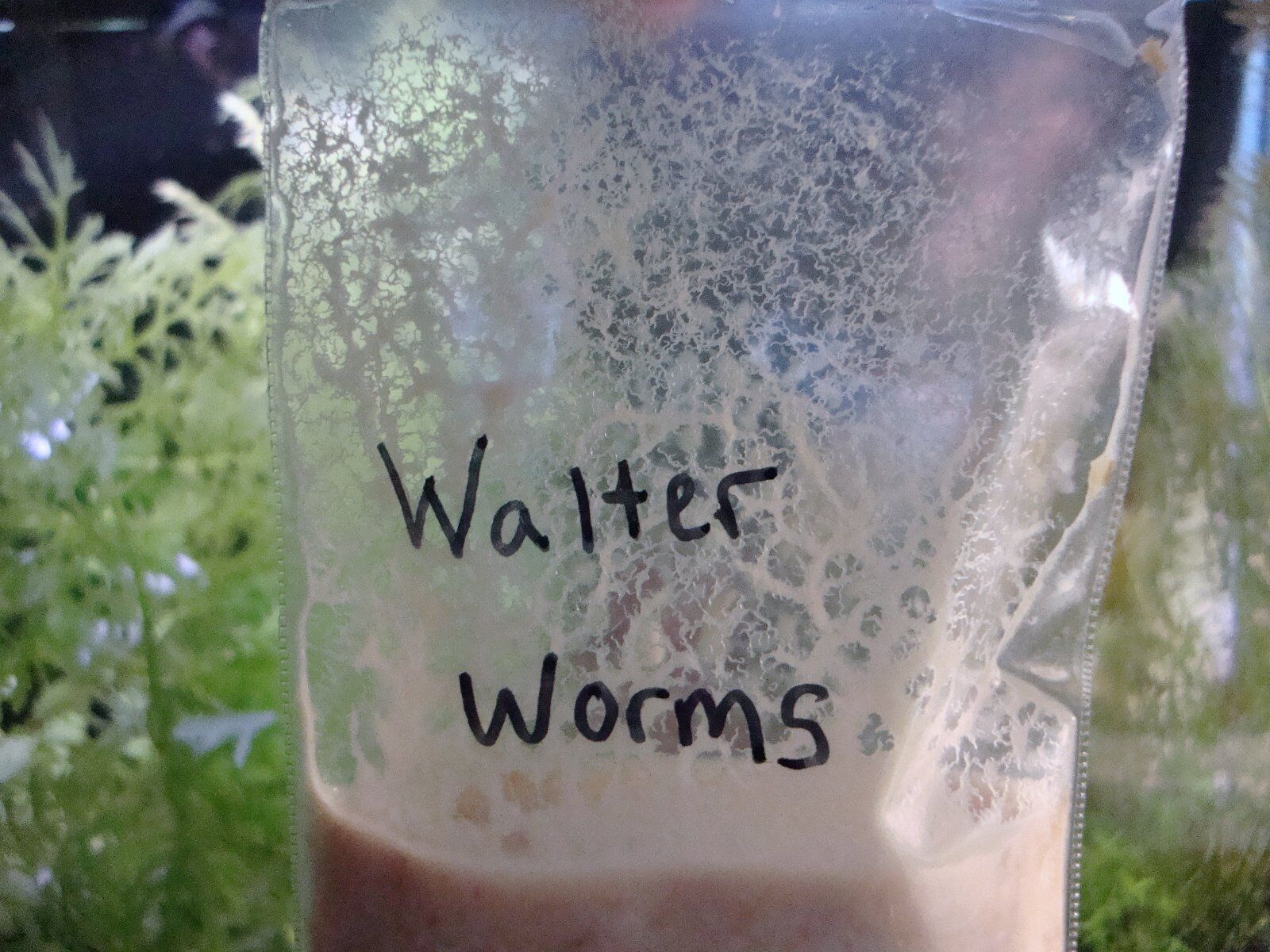 Walter Worms 2oz Starter Walter Worms