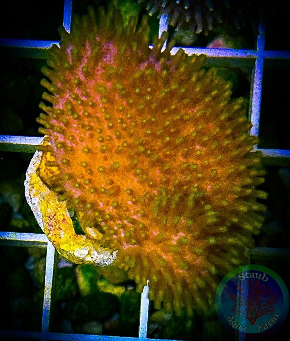 SAF~ Toadstool Leather Coral Frag,  “WYSIWYG” Soft, Coral Colony, SPS, LPS