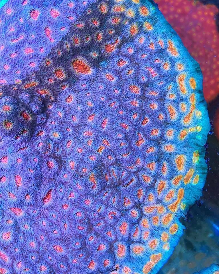 Tropical Skittles Chalice Acan Yuma LPS Tankraised Live Coral Aquarium Reef Tank