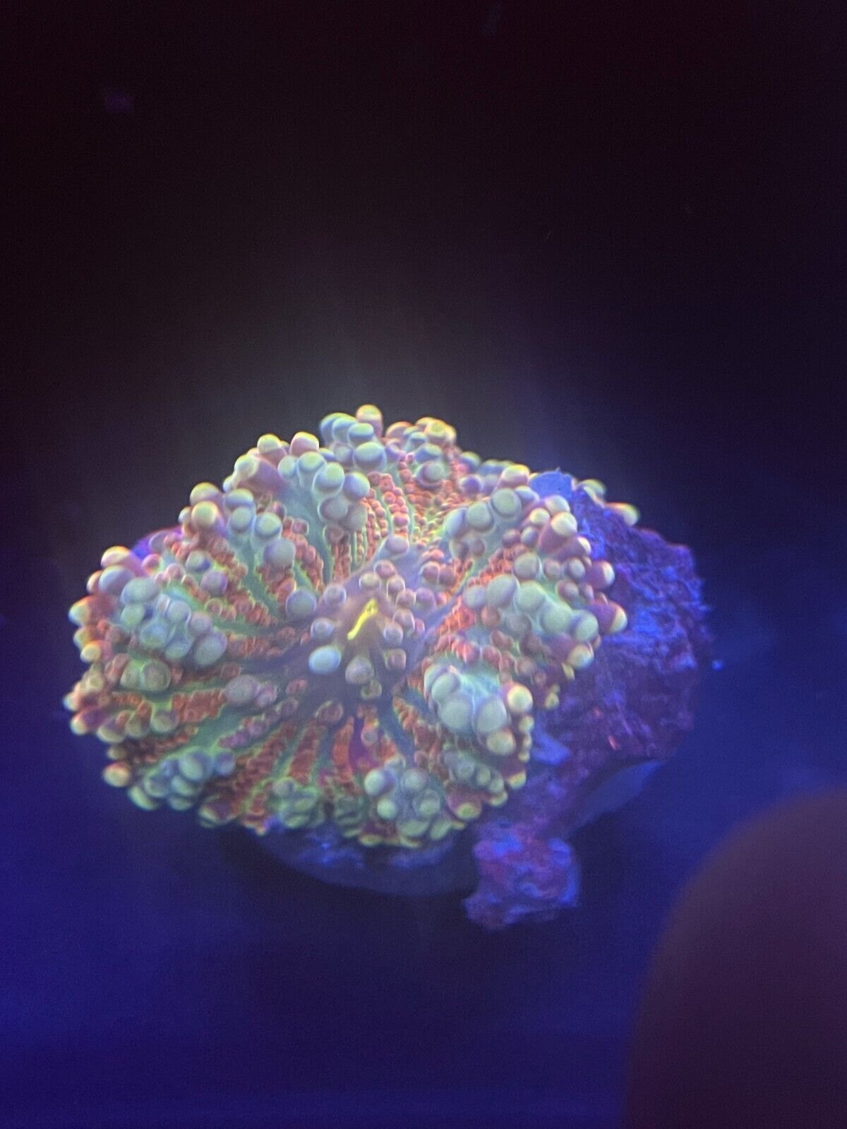 WYSIWYG True rainbow Ricordea  mushroom live coral zoa/torch/hammer