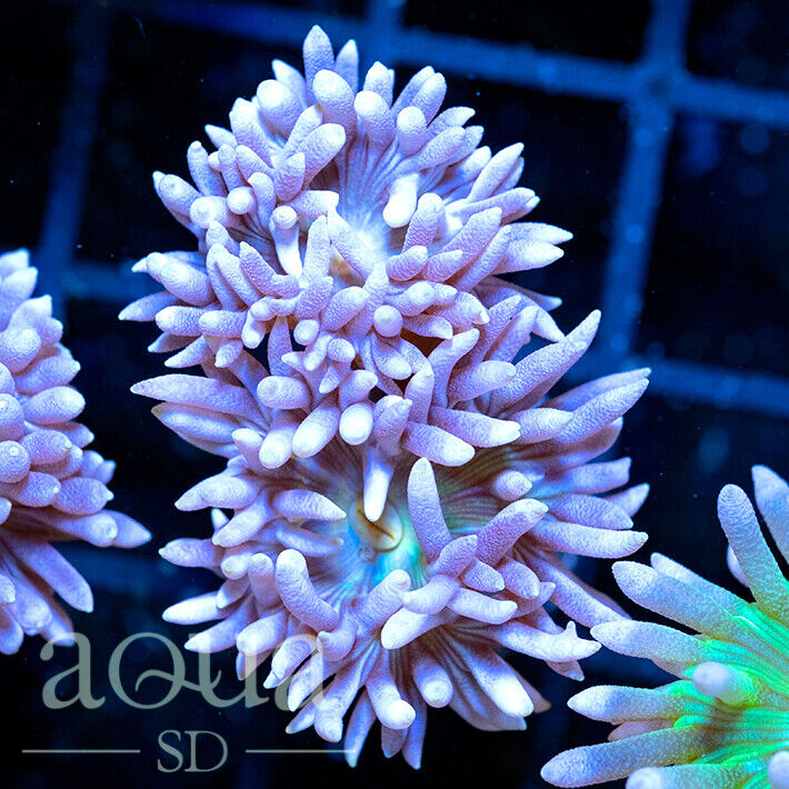 ASD - 125 Snowgoons Duncan (2) - WYSIWYG - Aqua SD Live Coral Frag