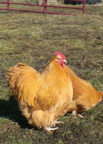 4 ENGLISH BUFF ORPINGTON HATCHING EGGS NEVER RELEASED FROM GREENFIRE FARM~NPIP.