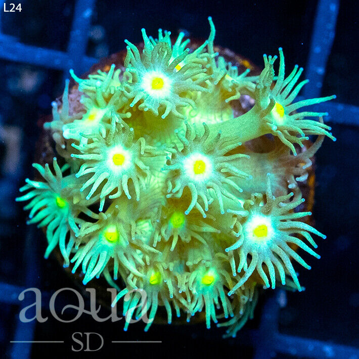 ASD - 101 Holocard Goniopora - WYSIWYG - Aqua SD Live Coral Frag