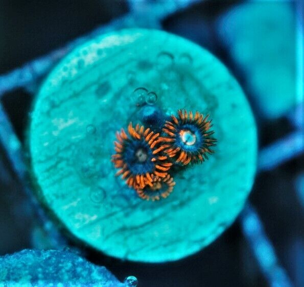 CS AC4 CB Snitches - LIVE CORAL - Frag - SPS LPS ZOAS