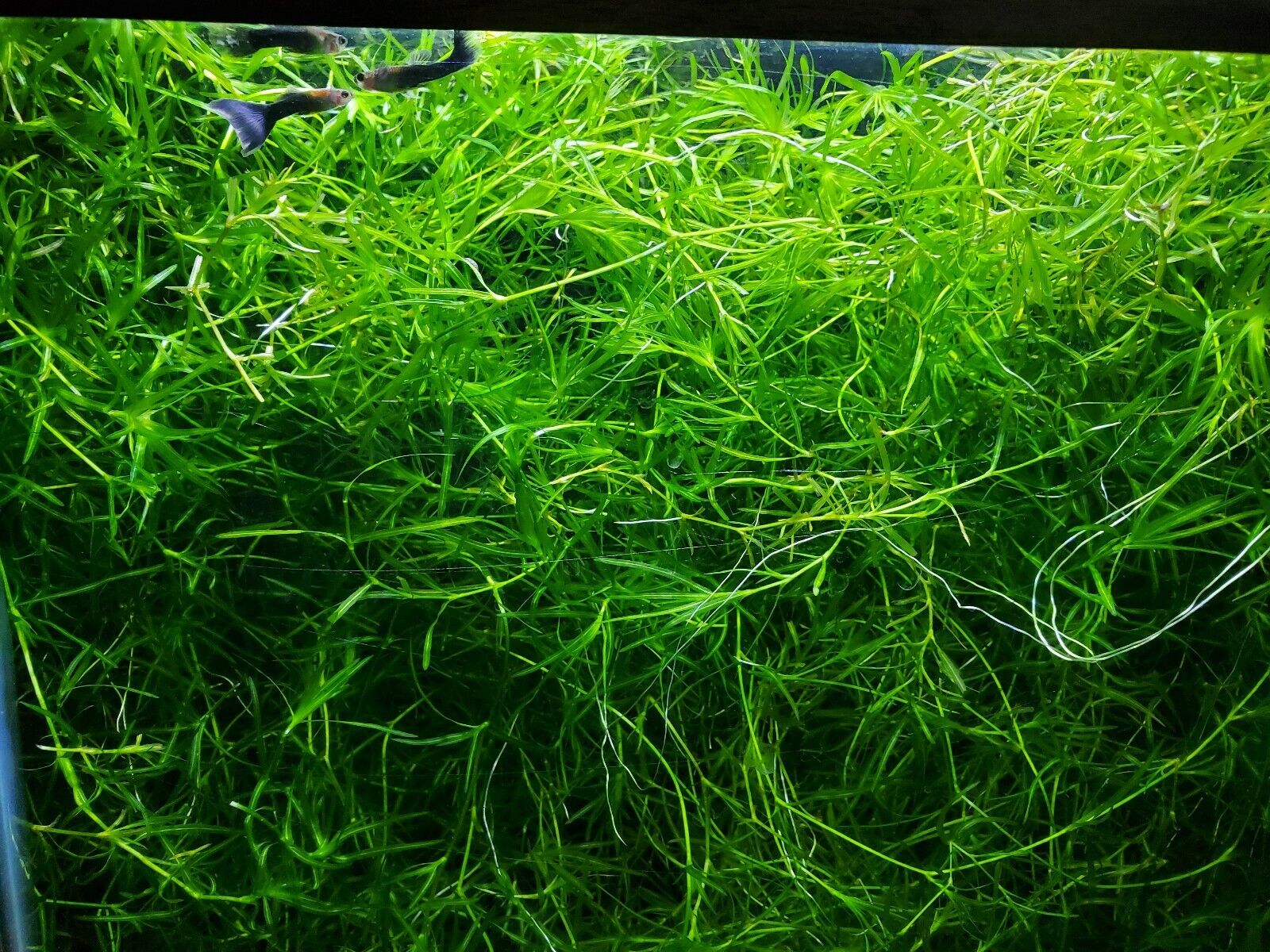  Guppy Grass -Najas guadalupensis Floating or planted aquatic plant 