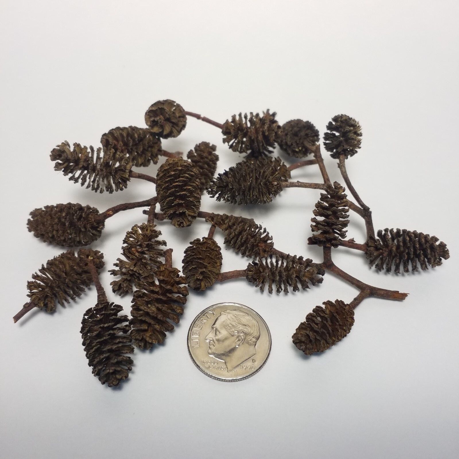 1000pc $28.99 Alder Cones & 150 FREE Mineral Balls for Freshwater Dwarf Shrimp  
