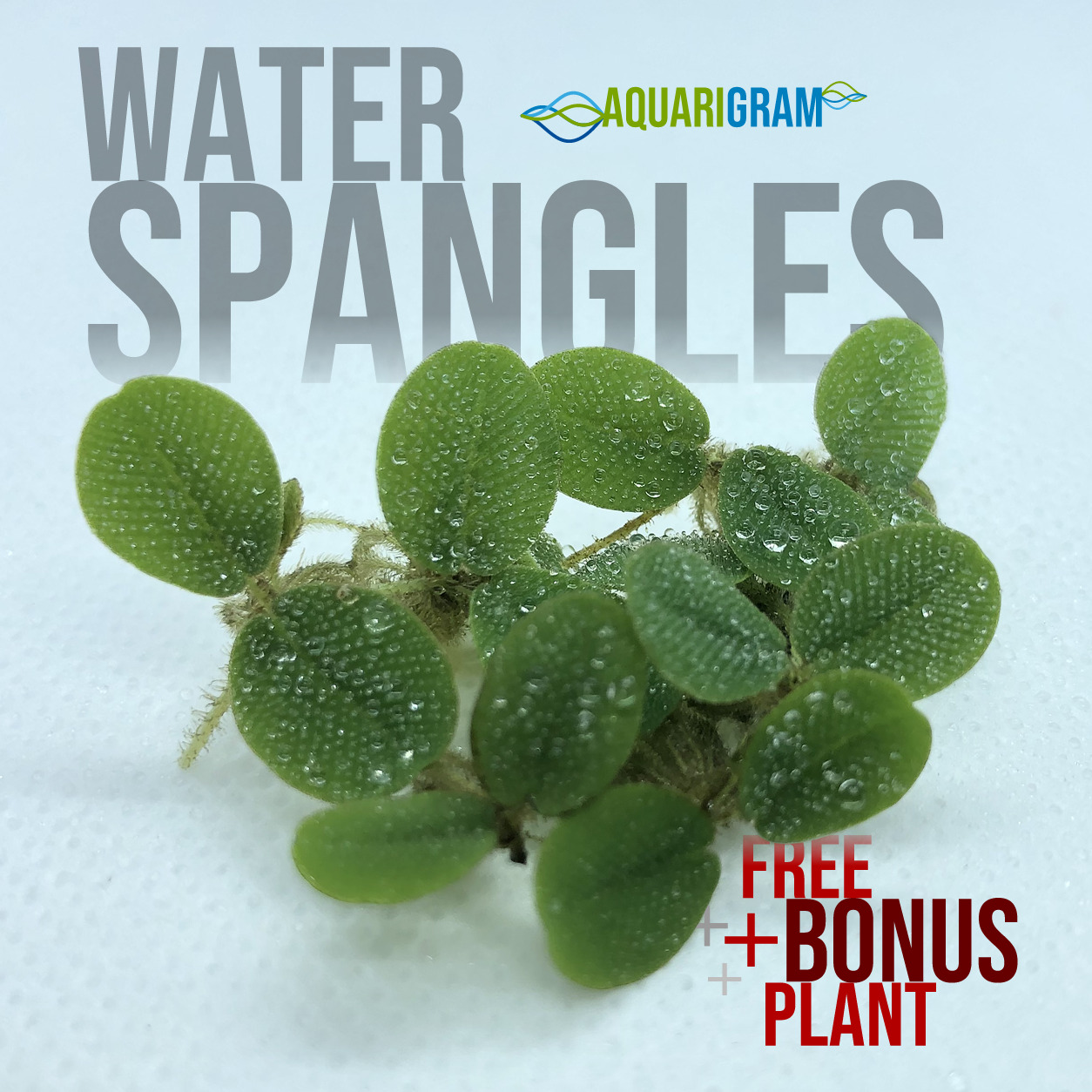 50+ Leaf Water Spangles (+FREE BONUS PLANT) Salvinia Minima Floating Plant