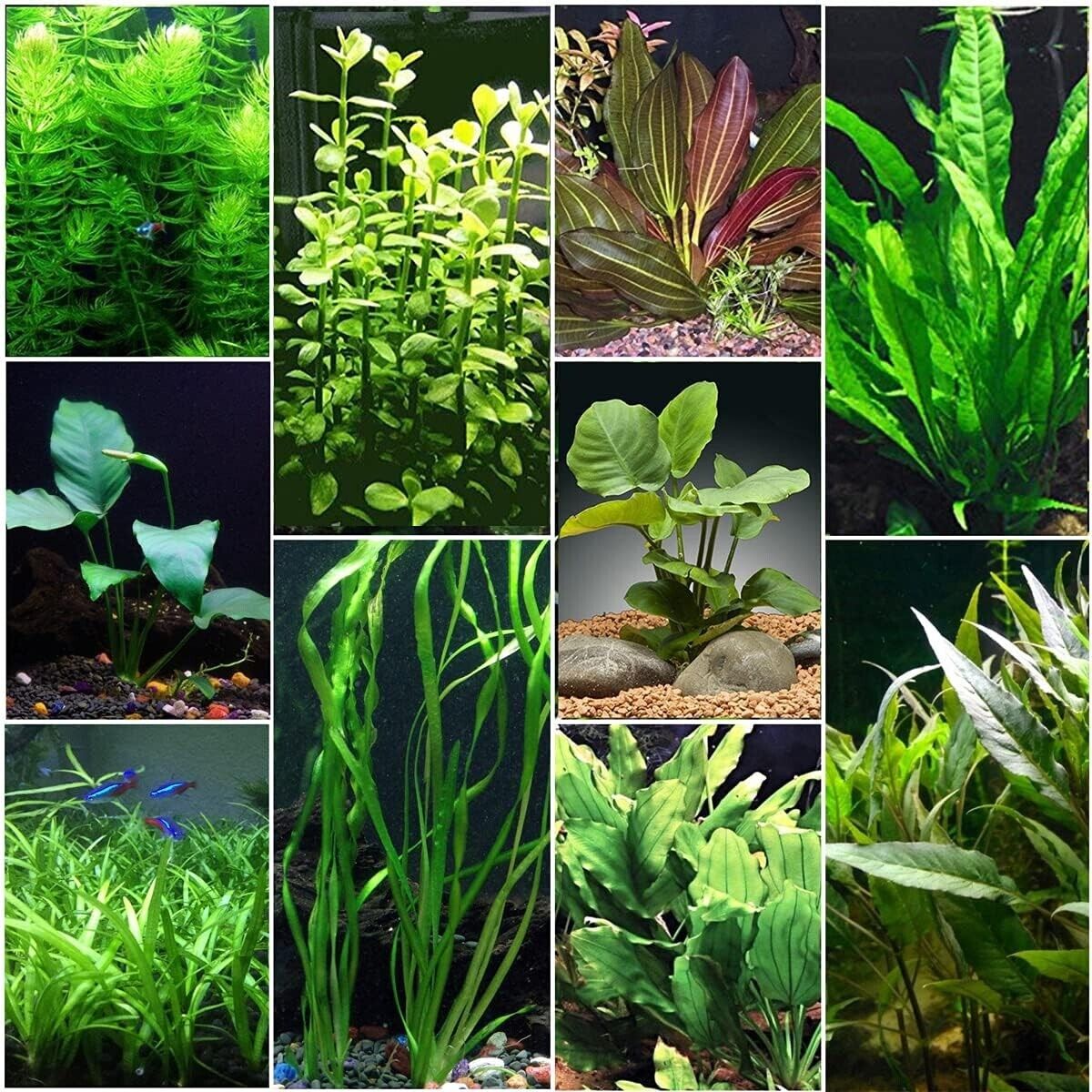 10 Florida Species Live Freshwater Aquarium Plants Fish Tank