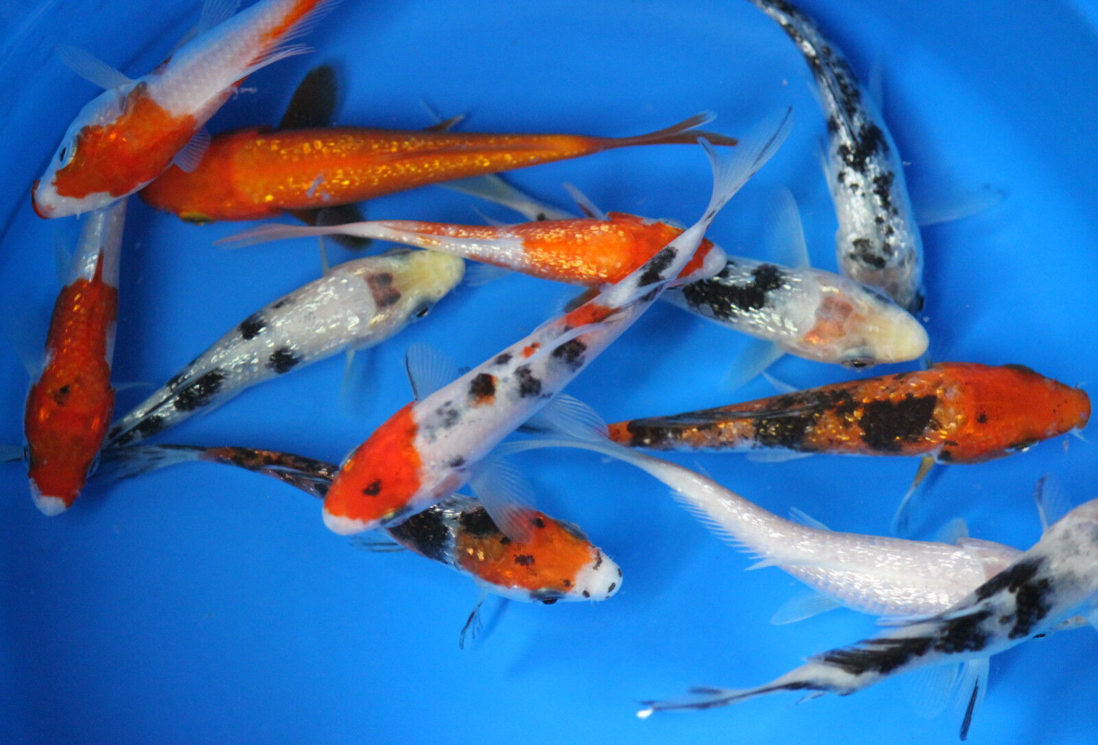 100 pack of 3 inch Koi Live fish tank koi pond aquarium wholesale 