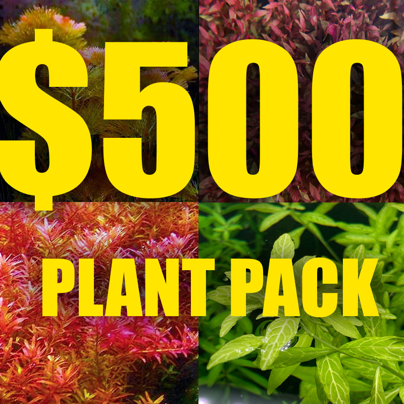 $500 Aquarium plant package assorted plants Red plants floating plants