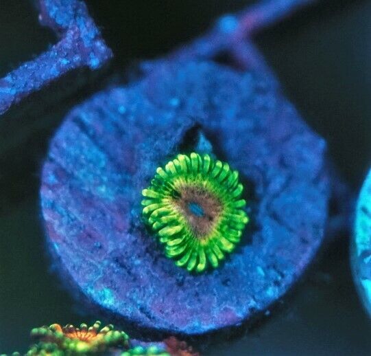 CS AC1 Coral Stop's Absinthe - WYSIWYG - LIVE CORAL - Frag - SPS LPS ZOAS