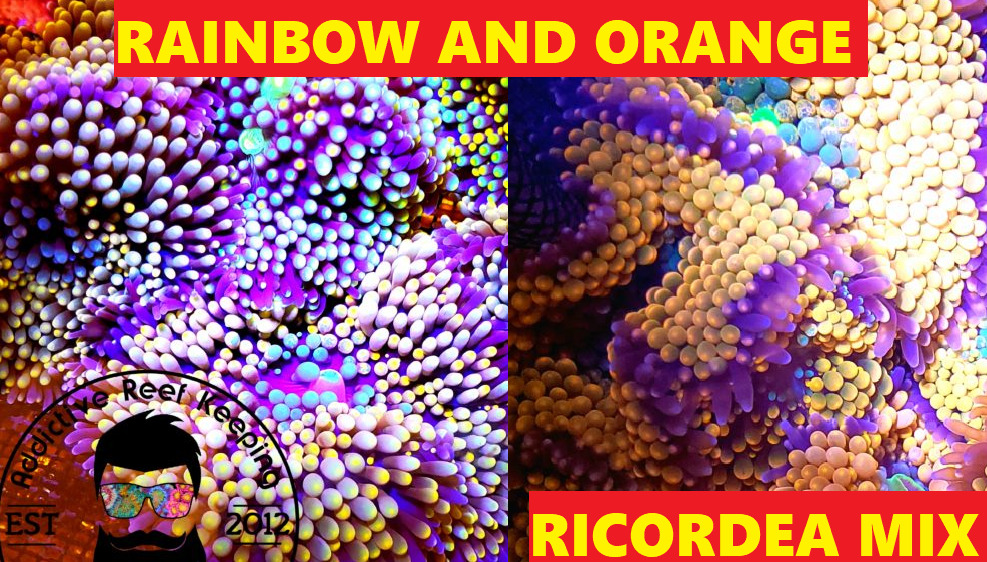 Mix N Match Rainbow, Orange Ricordea Mushroom Pack- ARK