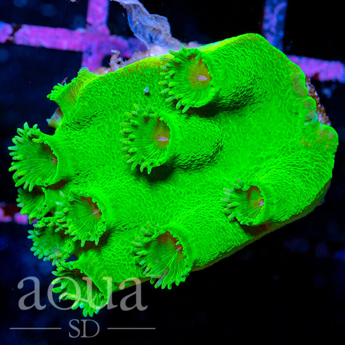 ASD - 102 Into the Wild Green Yonder Scroll  - WYSIWYG - Aqua SD Live Coral Frag