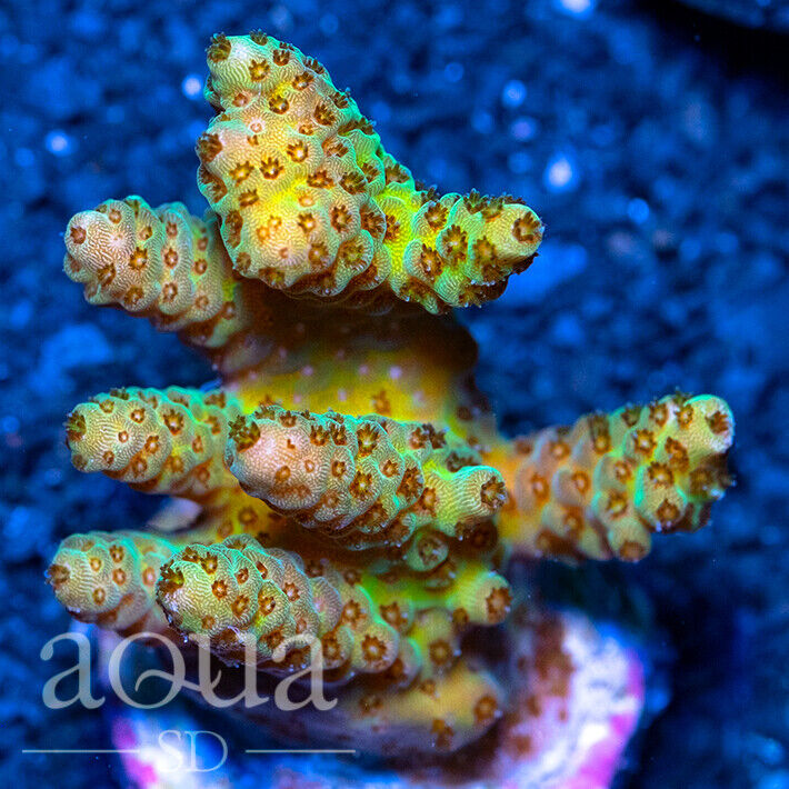 ASD - 103 Lime Light Acropora  - WYSIWYG - Aqua SD Live Coral Frag