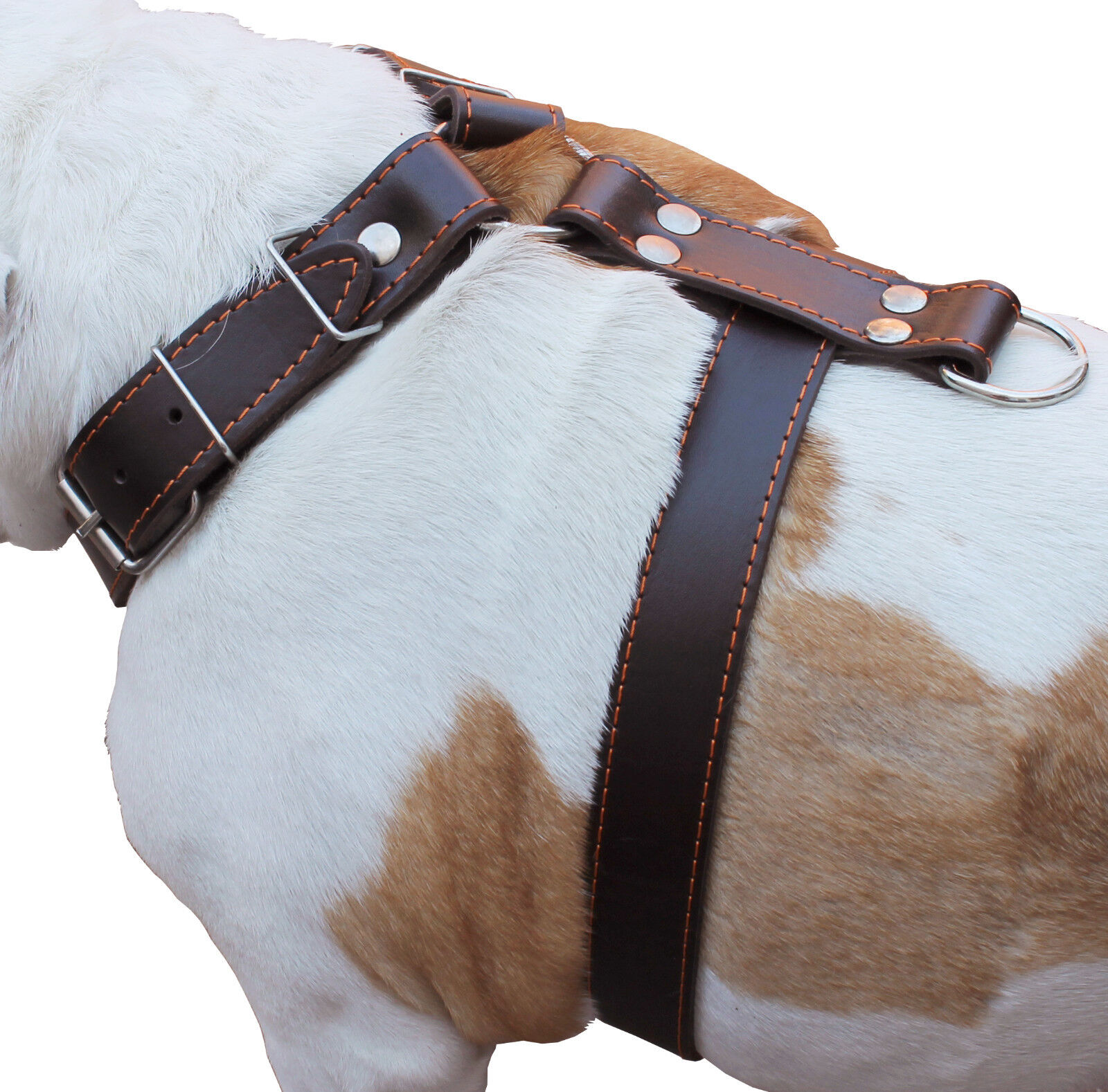 German Shepherd High Quality Leather Walking Dog Harness 30-35