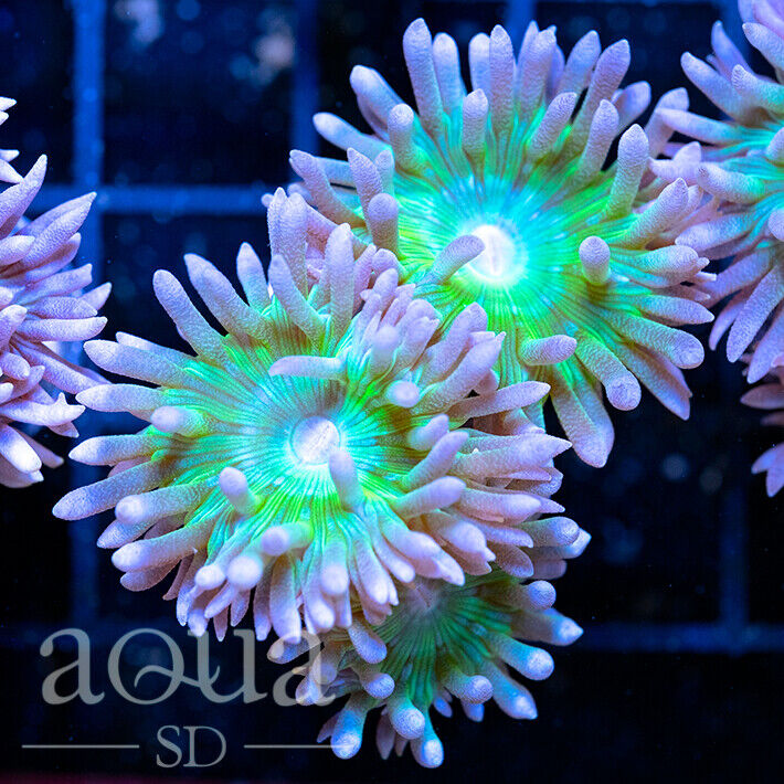 ASD - 138 UFO Duncan - WYSIWYG - Aqua SD Live Coral Frag