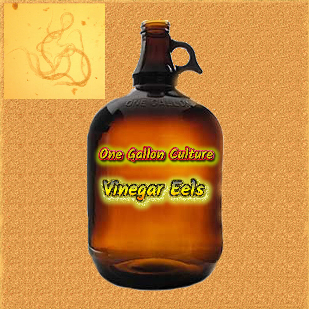 Vinegar Eels *ONE GALLON*- Live Food For Tiny Fish Fry, Invertibrates and Corals