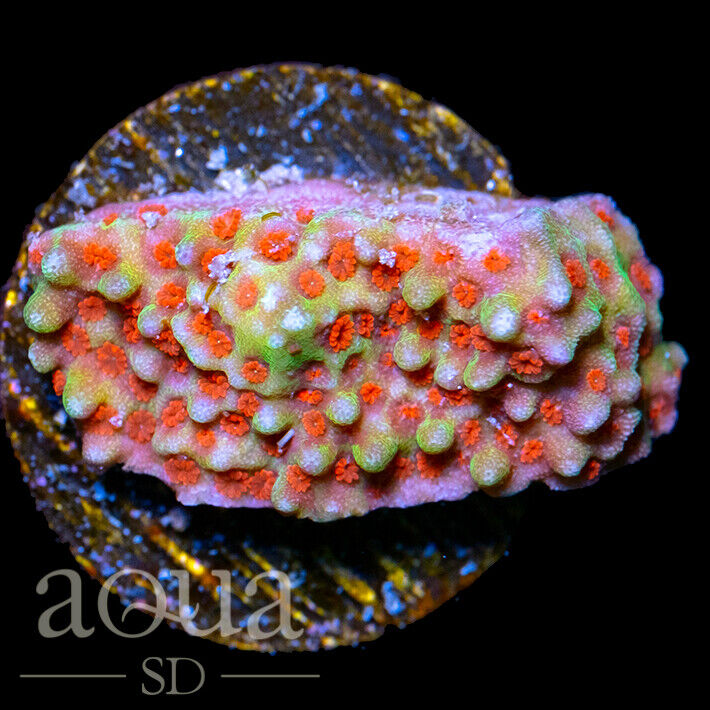 ASD - 067 Red Ants Montipora - WYSIWYG - Aqua SD Live Coral Frag