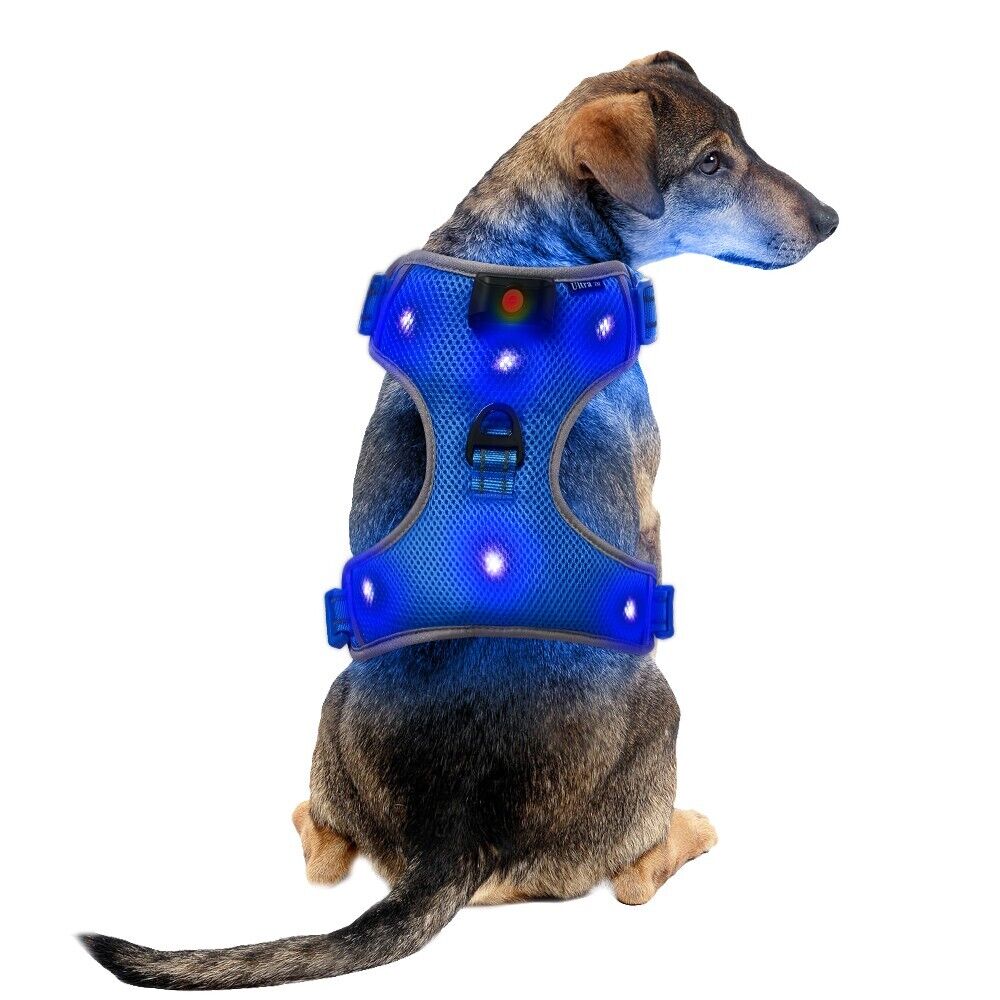 New Medium Blue LED Dog Harness Light Up Adjustable Flashing Safety Belt Collar