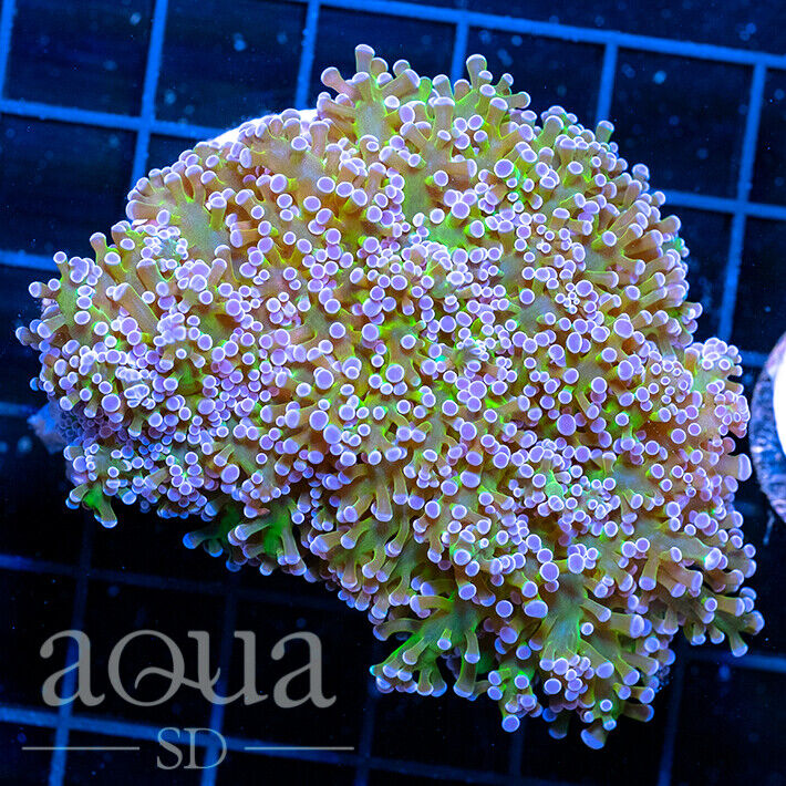 ASD - 116 Purple Berries Euphyllia  - WYSIWYG - Aqua SD Live Coral Frag